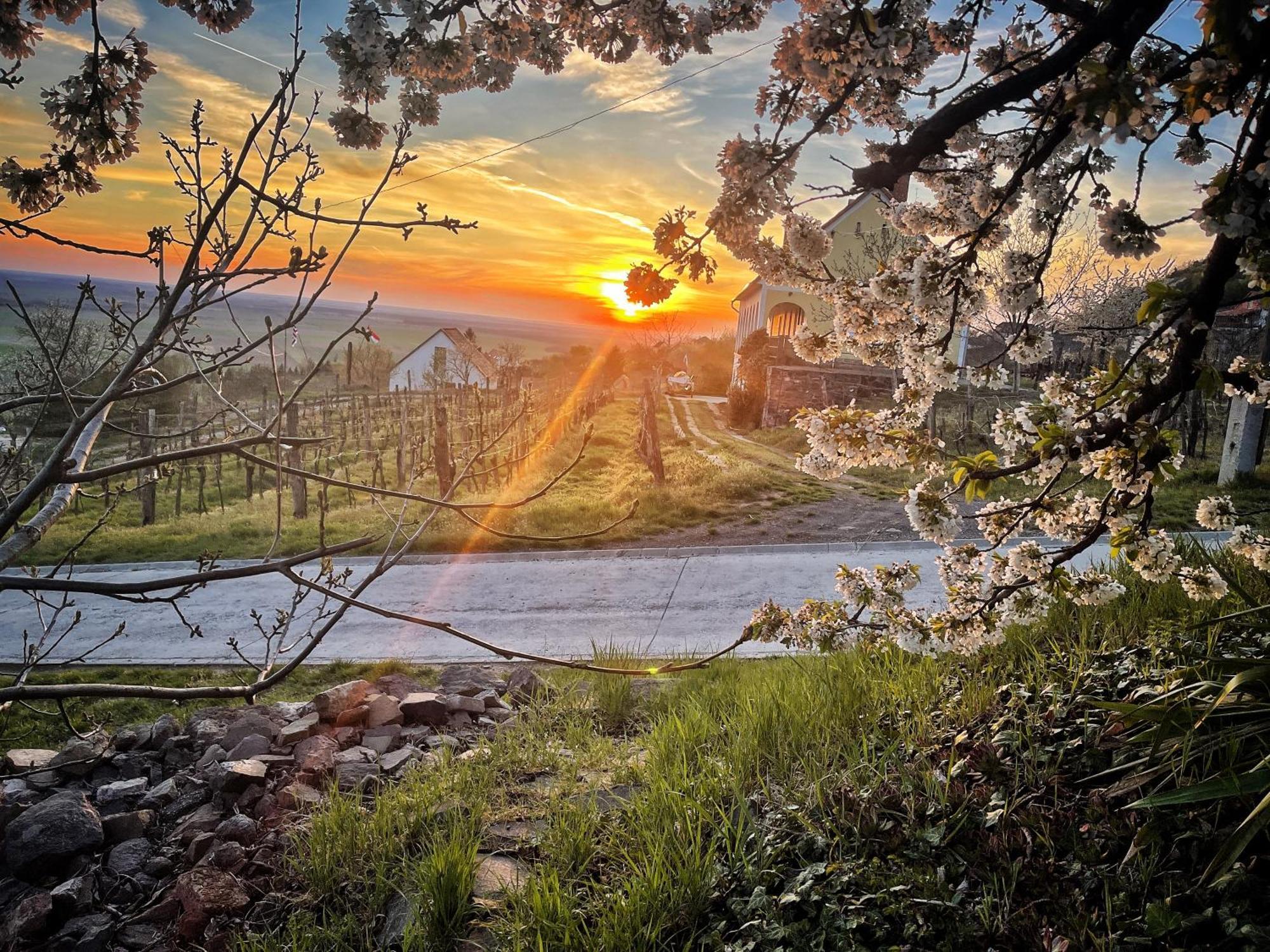 Somlo Wineshop Guesthouse Somlovasarhely ภายนอก รูปภาพ